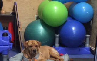Calo the dog, a pet rehabilitation patient, surrounded by colorful balloons after recovery
