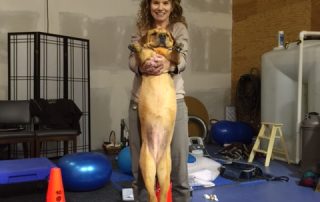 Dog performing stretching exercise during veterinary physical therapy rehabilitation
