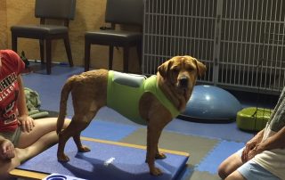 Dog in supportive harness during veterinary rehabilitation therapy session
