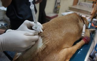IV line and surgical equipment used during dog surgery at Flagstaff veterinary emergency center
