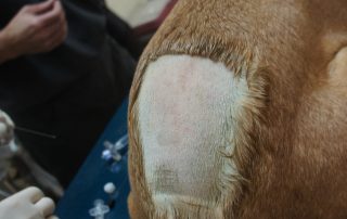 Dog with shaved surgical site resting post-operation at Northern Arizona veterinary specialty center
