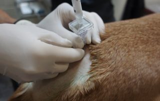 Veterinary technician administering IV drip to a pet at Flagstaff emergency animal hospital
