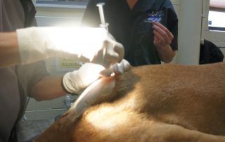 Veterinarian performing treatment on a dog at an emergency veterinary clinic in Flagstaff, AZ

