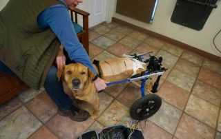 Dog recovering after veterinary surgery at specialty and emergency animal care center
