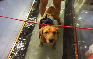 Dog receiving hydrotherapy bath as part of canine physical therapy and rehabilitation
