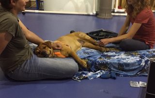 Dog resting and receiving therapeutic care during veterinary rehabilitation treatment
