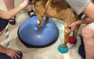 Veterinary therapist assisting dog during canine physical therapy session
