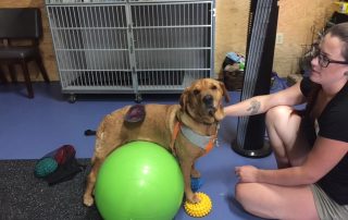 Dog balancing on therapy ball during canine rehabilitation and physical therapy
