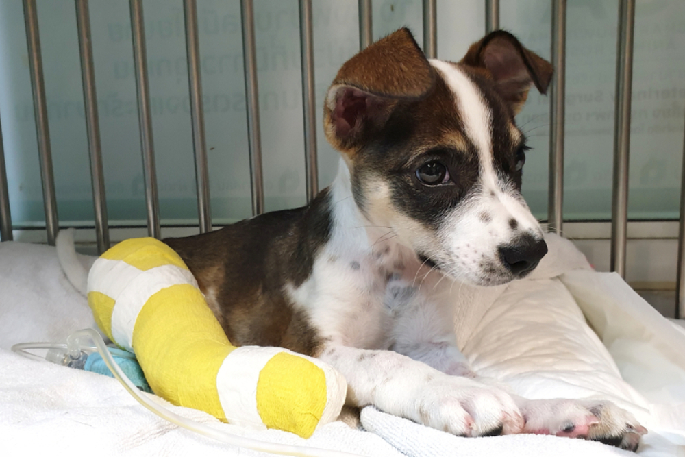 Dog wearing a protective bandage while recovering from an injury.