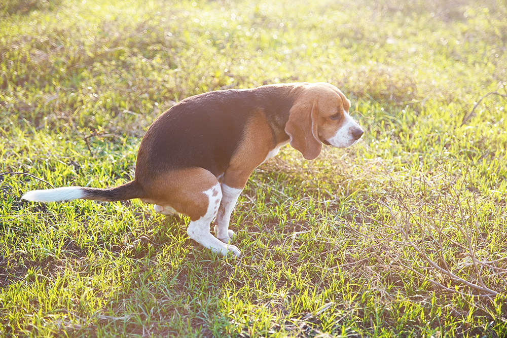 A tricolor Beagle crouching down in a hunched position to defecate on a green grassy field during a sunny day, illustrating a dog straining or having a bowel movement.