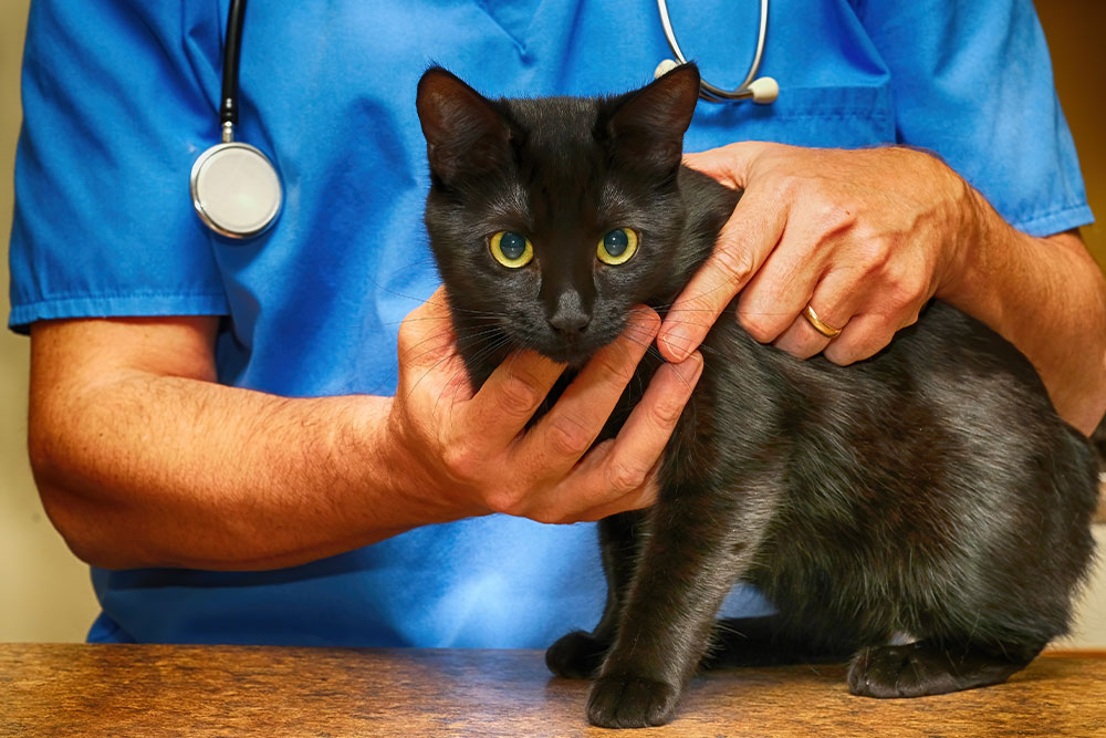 A veterinarian in blue scrubs gently holding a black cat on an exam table.