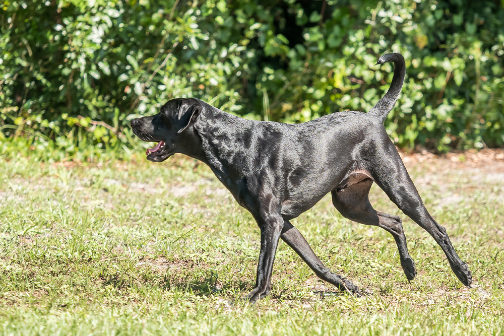 A lean black dog with a shiny coat running across a grassy field in profile view, with green bushes and foliage in the background during the daytime.