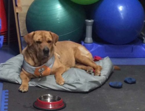 Calo, a 7 year-old, Spayed Female Sharpie Mix
