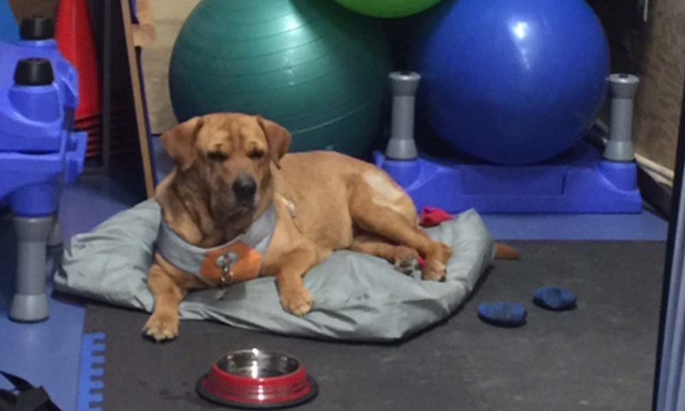 Calo, a 7-year-old spayed female Shar-Pei mix, recovering after veterinary treatment in Flagstaff