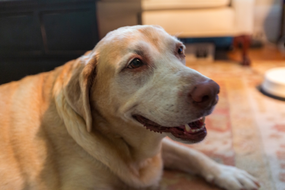 Senior Yellow Labrador Retriever mix resting indoors, representing canine cancer awareness
