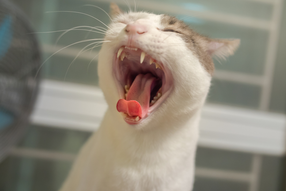 Trouble Breathing in Pets: When It's an Emergency and What to Do First Watching your dog or cat struggle for breath is one of the most frightening things a pet owner can experience. Maybe your energetic pug seems to be snorting more after a short walk, or your sweet cat is coughing and hiding. When normal life suddenly becomes a struggle, it is scary, but help is available. Dealing with breathing issues requires timely, expert care. We are open 24 hours a day from Friday night to Monday morning when your regular vet is closed, providing expert emergency care for small animals in Northern Arizona. The Veterinary Emergency and Specialty Center of Northern Arizona is here to support your family with advanced diagnostics and critical care. If you are seeing signs of trouble, please reach out to us right away. How Can You Tell If Your Pet's Breathing Is Normal? Most pets make an occasional odd sound. A brief sneeze after sniffing something dusty or a single cough after drinking water too fast is usually nothing to worry about. What matters is when sounds become frequent, intense, or paired with behaviour changes like hiding, anxiety, fatigue, refusing food, or breathing with their mouth open. Paying attention to a few details before you call us makes a real difference in how quickly we can help. Note when the noise happens (during play, overnight, after eating, or at rest), what seems to make it worse (heat, excitement, tight collars, allergens, or certain positions), and any visible changes like blue-tinged gums, slowing down, coughing up foam, or breathing faster than normal at rest. These observations help our team triage quickly and decide whether your pet needs same-day care or emergency attention. What Do Different Breathing Sounds Mean? No single sound gives the whole picture, and every pet is different. If any noise persists beyond 24 to 48 hours or gets worse, contact us for guidance. We see cases of respiratory distress frequently and can help your pet breathe easier. Coughing: When Should You Be Concerned? Occasional coughing can clear irritants, but frequent, harsh, or wet coughs deserve attention. Nighttime coughing or coughing after exercise may signal airway or heart problems. In dogs, social exposure can lead to kennel cough, toy breeds are more prone to collapsed trachea, and seniors with a new cough should be evaluated for heart disease. When you call, it helps to describe whether the cough sounds dry, honking, or wet and gurgly, whether it worsens with activity or at night, and whether you have noticed fever, decreased appetite, or increased breathing effort. A sudden onset of coughing with breathing difficulty could mean your pet is choking or has a foreign object stuck in the trachea or esophagus. Toys, sticks, and rawhide chews are common culprits. If you suspect choking, come in right away. Sneezing and Nasal Discharge: Is It Just Irritation? A single sneeze after dust exposure is common. Repeated sneezing with discharge suggests inflammation, infection, or a foreign object. Cats are prone to feline upper respiratory infection, and in Northern Arizona's dry, windy seasons, foxtails can lodge in the nose. If you see nosebleeds, thick green discharge, or facial swelling, contact us for evaluation. Our emergency team uses advanced imaging, including Northern Arizona's only CT scanner, to identify hidden nasal problems. What Does Wheezing Mean? Wheezing is a high-pitched whistling sound that often means airways are narrowed by inflammation or swelling. Cats can develop asthma that looks like coughing and open-mouth breathing. Call us if wheezing occurs alongside rapid breathing. Severe allergic reactions, including anaphylaxis, can cause rapid airway swelling. If you notice wheezing combined with collapse, vomiting, and facial swelling, come in immediately. Wheezing can also occur with tracheal perforations, especially after bite wounds to the neck or inappropriate use of pinch collars. Damage to the trachea can allow air to escape under the skin and typically requires surgery to repair. Is Reverse Sneezing Dangerous? Reverse sneezing is a forceful, dramatic snorting sound that can be startling to witness. Isolated episodes are commonly harmless, especially in small breeds. If you capture a video, we can review it and decide whether testing, medication, or simple lifestyle adjustments are the best next step. Why Is My Pet Snoring More Than Usual? New or louder snoring, gasping, or restless sleep can indicate obstruction. Short-nosed breeds are prone to brachycephalic obstructive airway syndrome, where the soft palate is long enough to partially block the airway and the nostrils are too narrow for comfortable breathing. Cats can develop nasopharyngeal polyps that block the airway from inside the nasal passages. What Causes a Honking Cough? A goose-like honk often points to tracheal irritation or tracheal collapse in toy breeds. Excitement, pulling against a collar, or heat can trigger episodes. If honking persists or worsens, our emergency team can assess airway stability and guide imaging. What Do Gurgling or Wet Breathing Sounds Mean? Wet, gurgly breathing suggests fluid in the airways. Causes include pneumonia, aspiration after vomiting, or fluid buildup from heart problems. If you also see lethargy, fever, or fast breathing at rest, treat it as urgent. Our hospital provides oxygen therapy and targeted treatments to stabilize breathing quickly. What Is Stridor and Why Is It Serious? Stridor is a harsh, loud noise on inhalation that points to upper airway narrowing. Causes include swelling, masses, or laryngeal paralysis in large senior dogs. If stridor begins suddenly, contact our emergency team without delay. We triage emergencies around the clock and coordinate surgical consults when needed. What About Low Snuffling or Snorting Sounds? Stertor is a low snoring or snuffling sound often heard in brachycephalic cats and dogs. Heat, excitement, and excess weight make it worse. If you notice stertor with laboured breathing, contact us for triage. We can guide strategies to reduce airway stress, including cooling routines and weight management. Why Is My Pet Breathing So Fast? Rapid breathing at rest, called tachypnea, is one of the most important warning signs pet owners can learn to recognise. A normal resting respiratory rate for most dogs and cats is under 30 breaths per minute. If your pet is consistently breathing faster than that while resting or sleeping, something is likely wrong, even if they do not seem distressed. Heart Disease and Fluid in the Lungs One of the most common causes of tachypnea is congestive heart failure. As the heart struggles to pump effectively, fluid can accumulate in or around the lungs, making every breath harder. Dogs with heart disease may cough at night, tire easily on walks, and breathe rapidly while lying down. Cats tend to hide and breathe faster without coughing, which makes changes easier to miss. If your pet has a known heart condition, counting resting breaths at home is one of the best monitoring tools you have. A sudden jump in respiratory rate warrants an urgent visit. Cancer and Fluid or Masses in the Chest Certain types of cancer in pets can cause rapid breathing by spreading to the lungs, producing fluid in the chest cavity, or creating masses that compress the airways. Lymphoma, hemangiosarcoma, and carcinomas are among the cancers that can metastasize to the lungs. Fluid buildup in the chest, called pleural effusion, can also develop from cancers and other conditions. Chylothorax is one specific type of pleural effusion where lymphatic fluid accumulates around the lungs, sometimes requiring surgical management. When fluid compresses the lungs, breathing becomes shallow and rapid, and your pet may refuse to lie down because it makes the pressure worse. Chest imaging and sometimes fluid drainage are needed to identify the cause and provide relief. Trauma: When Injuries Cause Breathing Difficulty Pets who have been hit by a car, fallen from a height, or been attacked by another animal can develop breathing problems even if the injuries are not visible on the outside. Thoracic trauma can bruise the lungs, fracture ribs, or allow air to leak into the chest cavity (called pneumothorax), all of which compromise breathing. Bleeding into the chest, known as hemothorax, is another serious complication where blood fills the space around the lungs and restricts expansion. If your pet has experienced any kind of trauma, watch closely for rapid or laboured breathing in the hours that follow, even if they seem okay initially. Internal injuries can worsen over time. Our team is equipped to evaluate and treat chest injuries with imaging, oxygen support, chest tube placement, and surgical intervention when necessary. When Is Breathing Trouble an Emergency? Act immediately if you see any of the following signs of respiratory distress. Rapid decisions save lives. ●Laboured breathing, open-mouth breathing in cats, or breathing with belly effort ●Blue or pale gums indicating cyanosis, sudden collapse, or severe lethargy ●A continuous cough beyond 48 hours, especially with fatigue or fever ●Thick, green, or bloody nasal discharge, or sudden nosebleeds ●Gurgling breaths, extreme restlessness, or refusal to eat ●A resting respiratory rate consistently above 30 to 40 breaths per minute If you are unsure whether it is an emergency, call us. How Do We Figure Out What Is Wrong? Understanding the diagnostic process can help reduce some of the fear that comes with an emergency visit. 1.Immediate triage: We assess breathing effort and gum colour first, and provide oxygen support if needed. 2.Physical exam: We listen to lung sounds, gently check the trachea, and inspect the mouth and throat for swelling or obstructions. 3.Lab work: Blood panels help identify infection, organ function, and overall health. Parasite tests, including heartworm screening, matter because heartworm affects both the lungs and heart. 4.Imaging: Chest radiographs reveal lung patterns, fluid, and masses. Ultrasound can evaluate fluid around the lungs and guide safe drainage. CT can show us lung masses, blockages in the trachea, and polyps or tumors blocking airways. 5.Advanced diagnostics when needed: Bronchoscopy and other specialised tests allow direct visualisation and sampling for persistent or unexplained cases. We recommend a workup that matches your pet's needs and your comfort level, and we keep you updated at every step. What Does Treatment Look Like? Breathing care is tailored to the specific cause. Treatment may include medications like anti-inflammatories, bronchodilators, antibiotics, or inhaled therapies for airway diseases, along with targeted allergy management when environmental triggers play a role. Some pets need procedures such as airway surgery for brachycephalic anatomy, foreign body removal, or fluid drainage from the chest cavity. Hospitalisation with oxygen therapy, nebulisation, and IV medications is available for unstable patients. Preventive care with your regular vet including vaccinations, parasite control, and regular exams can help prevent many respiratory emergencies from developing in the first place. Frequently Asked Questions Can cats really have asthma? Yes. Cats can develop airway inflammation that looks like coughing, wheezing, and open-mouth breathing. Many respond well to inhaled medications and steroids. Is reverse sneezing dangerous? Most isolated episodes are harmless. Frequent, prolonged, or distressing episodes should be evaluated, especially in small or short-nosed dogs. My older dog started coughing at night. Could it be the heart? It could be. Nighttime coughs and fatigue may relate to heart changes or fluid in the lungs. A veterinary exam with chest radiographs and possibly an echocardiogram can help determine the cause. How do I count my pet's resting respiratory rate? Watch your pet's chest rise and fall while they are resting calmly or sleeping. Count the number of breaths in 15 seconds and multiply by four. If it is consistently above 30, contact your veterinarian or bring them to us. How do I know when breathing trouble is an emergency? If breathing looks hard, gums turn blue or pale, your pet cannot settle or rest comfortably, or you notice open-mouth breathing in a cat, treat it as urgent and contact us immediately. Breathing Easier Starts With Timely Care Unusual respiratory sounds and changes range from harmless to life-threatening. Recognising red flags, watching for patterns, and seeking timely care can make all the difference. Whether your pet is coughing, wheezing, breathing fast at rest, or recovering from an injury, we provide expert emergency and specialty support with compassion, clear communication, and advanced tools. If your pet is showing breathing changes, we are ready to help. Reach out to us now for urgent concerns. We are here around the clock on weekends to be your partner and help your pet breathe easier.