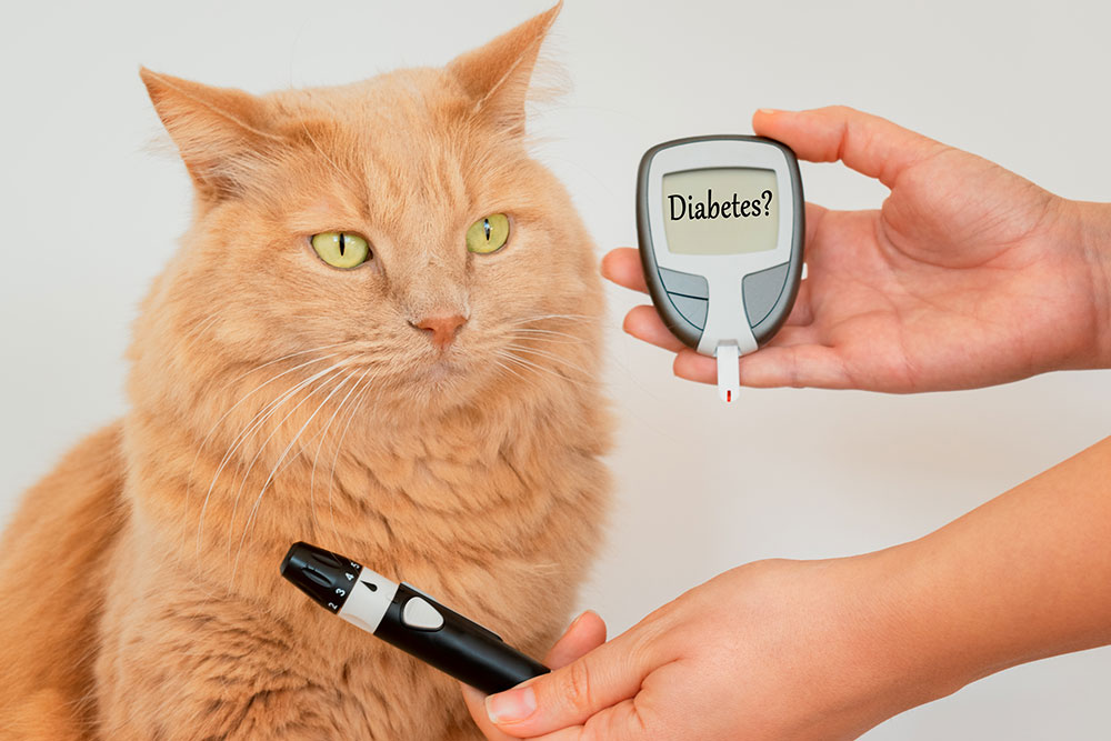 Cat undergoing diabetes screening at a veterinary clinic, blood glucose monitoring for feline health