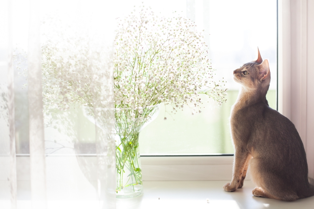 Cat investigating a floral arrangement, highlighting the importance of pet-safe plants and awareness of potentially toxic flowers for cats.