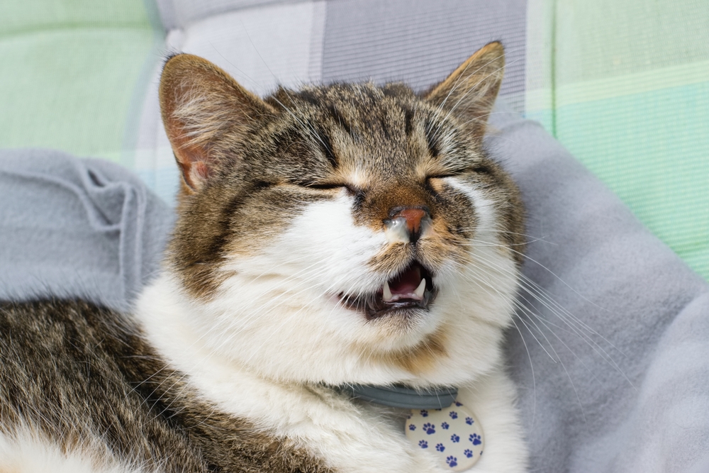 Cat with runny nose showing signs of respiratory illness, highlighting feline respiratory care
