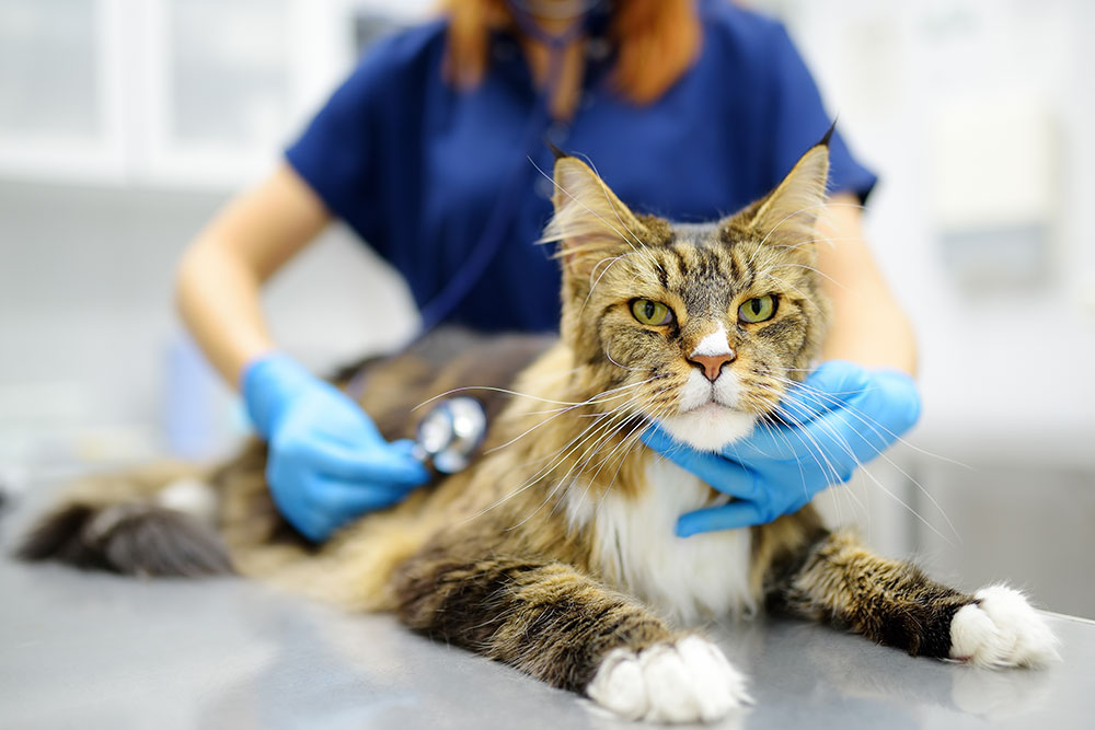 Cat at a routine vet checkup, receiving a thorough physical examination for preventive pet care