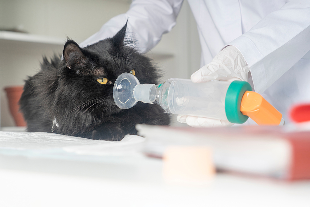 Cat receiving inhaler treatment for feline asthma or respiratory condition at veterinary clinic