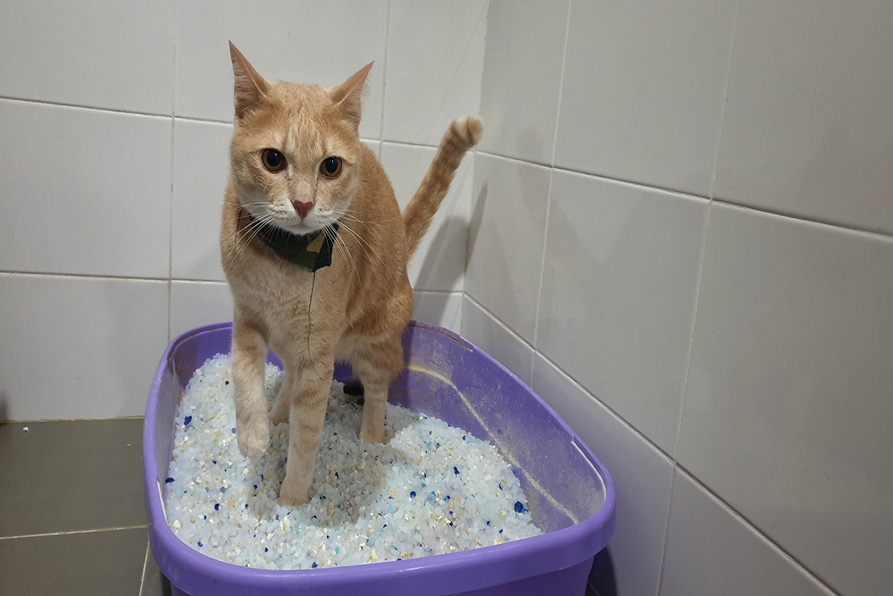 Cat using a clean litter box, important aspect of feline health and urinary care monitoring