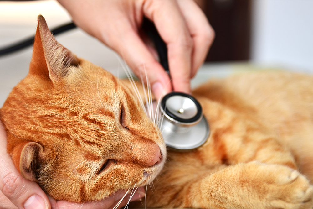 Veterinarian using stethoscope to check a cat's heart and lungs during wellness exam