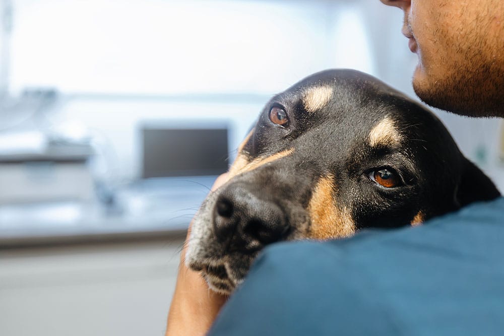 Pet owner comforting a dog during a veterinary appointment to help reduce stress and provide emotional support during care.