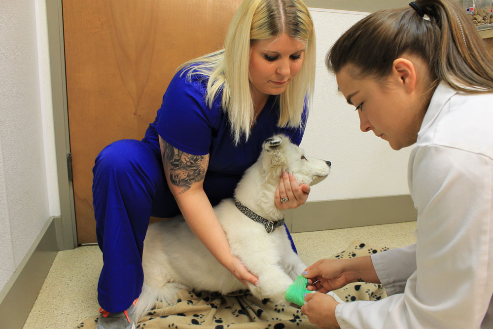 Compassionate veterinary team member comforting a pet, reflecting quality care in Flagstaff AZ