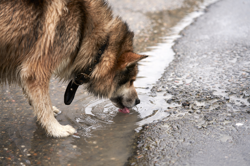 Dog with wet fur drinking water from a puddle outdoors, illustrating a potential exposure risk to contaminated water.