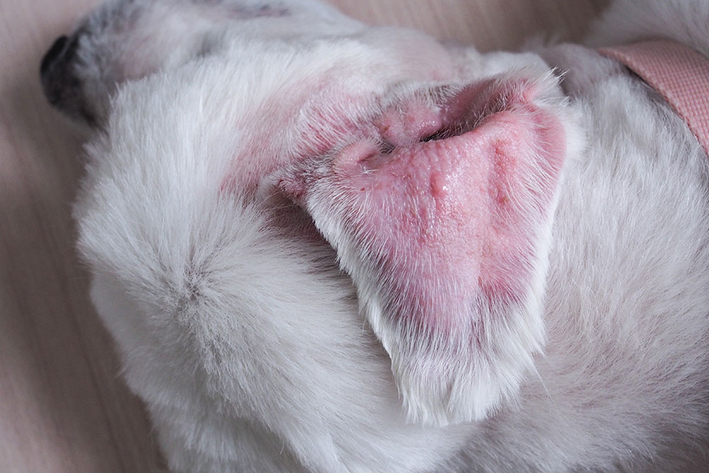 Dog with visible ear and skin infection, showing symptoms that require veterinary diagnosis and care