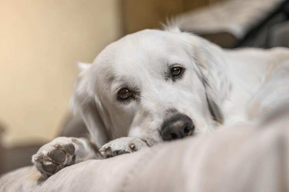 Sad dog lying on a sofa, illustrating signs of canine epilepsy and the need for veterinary care
