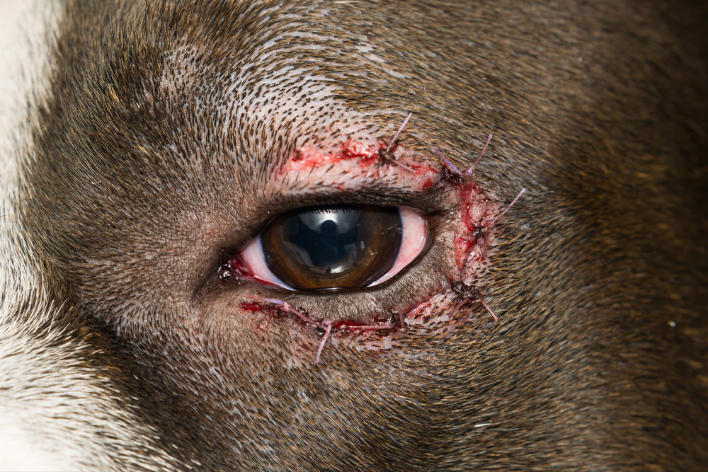Dog recovering after eye surgery with a healing surgical site during post-operative veterinary care.