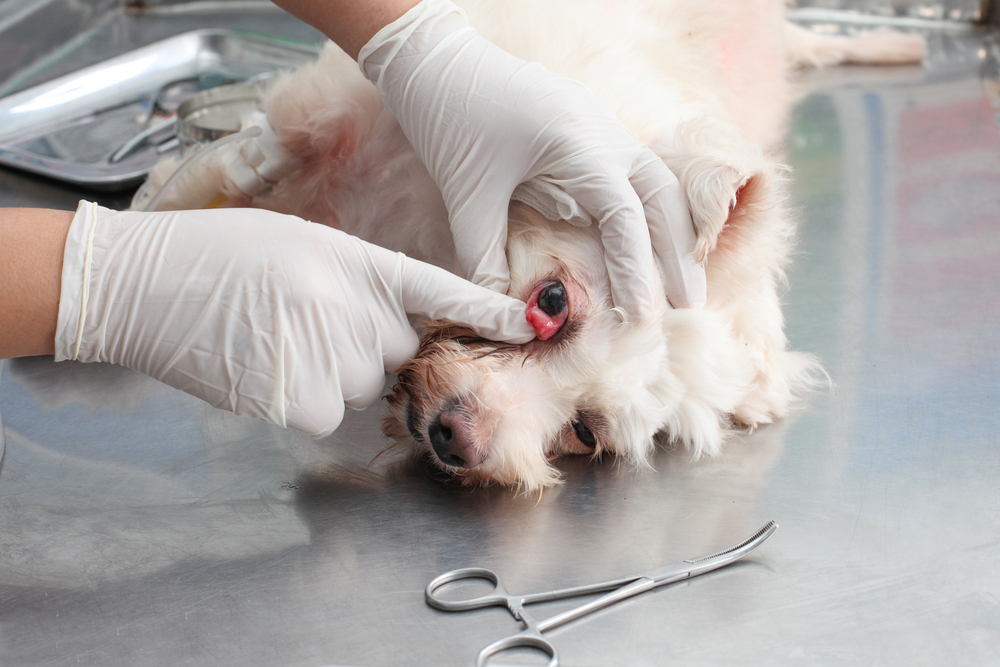 Dog with an eye injury receiving a veterinary examination to assess damage and determine appropriate treatment.