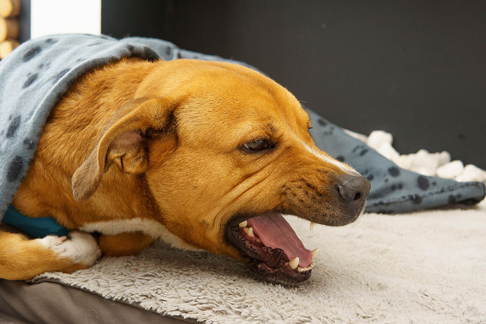 A close-up side profile shot of a tan and white dog lying under a blue patterned blanket, snarling defensively with its mouth wide open and teeth exposed while looking to the right.