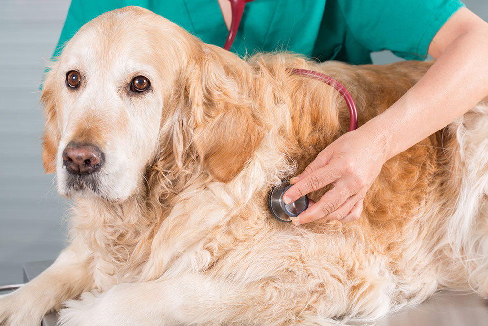 Veterinarian performing a routine health checkup on a dog at a Flagstaff veterinary practice