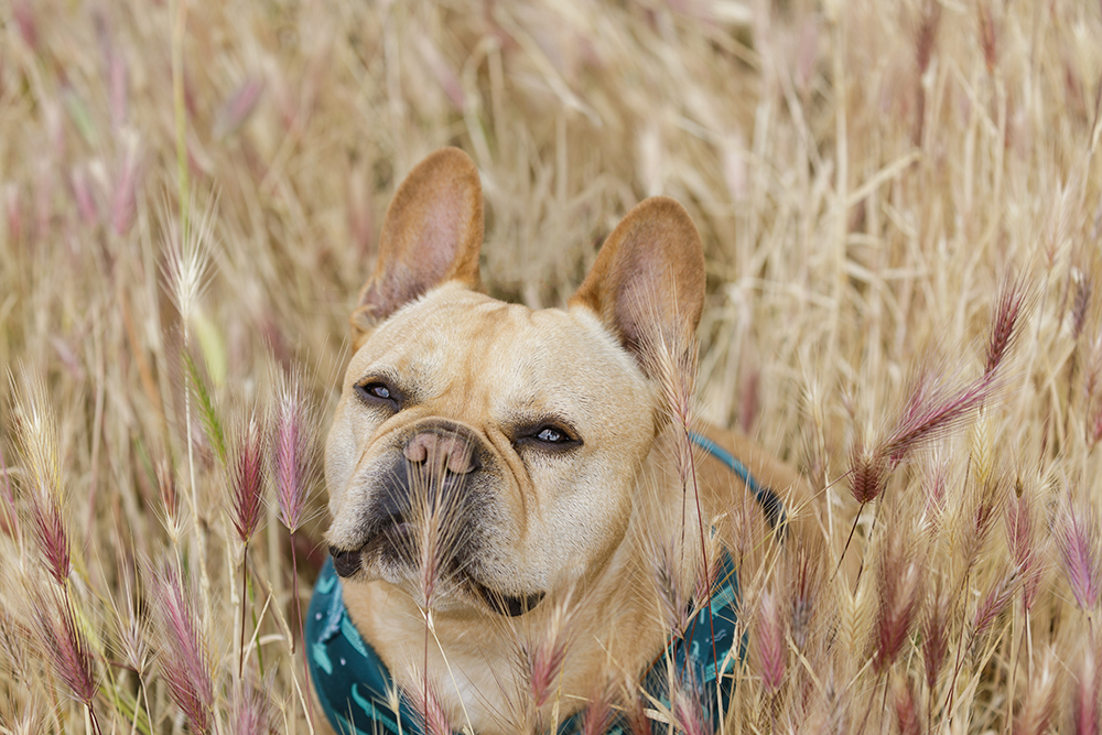 Dog running through an open field in Northern Arizona, active pet enjoying outdoor exercise