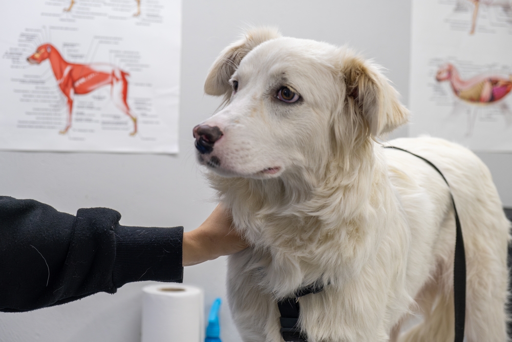 Dog with surprised expression during an emergency vet visit at a veterinary clinic