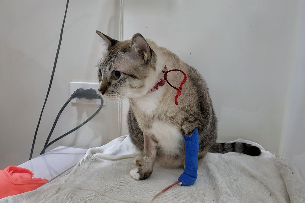 Feline patient receiving attentive care at a veterinary specialty center in Northern Arizona