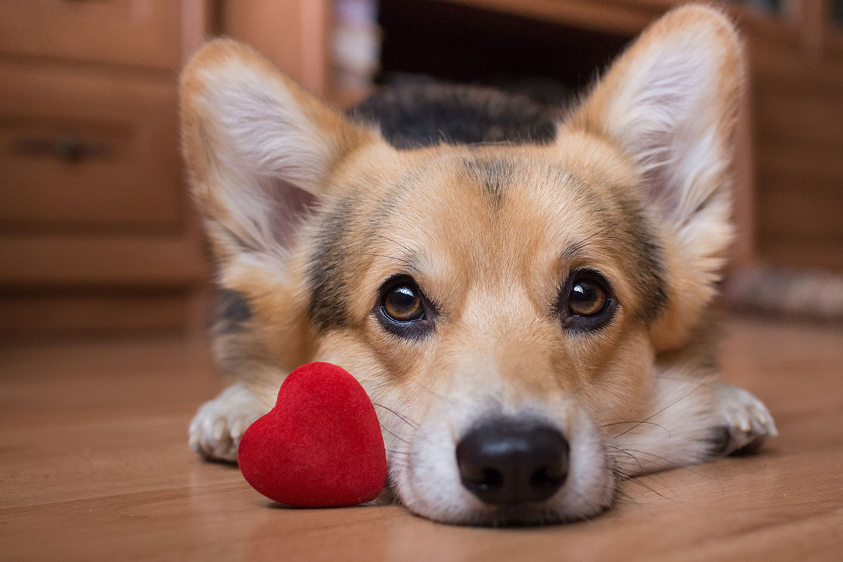 Financial policy document for Veterinary Emergency and Specialty Center of Northern Arizona
