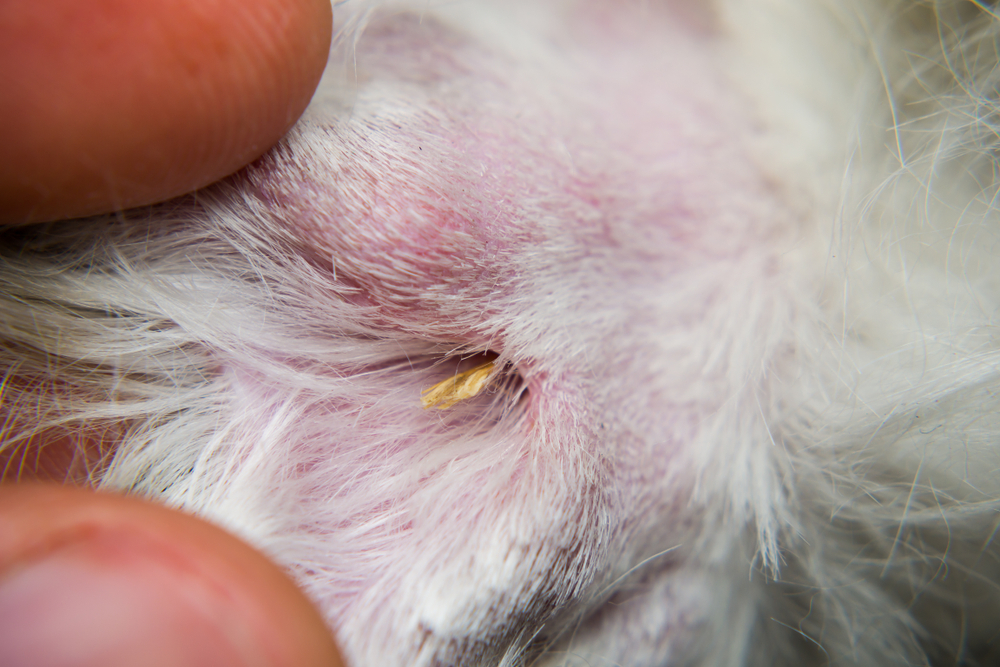 Dry foxtail grass seed caught in a dog’s fur, highlighting the risk of painful skin irritation and pet injuries from foxtails.