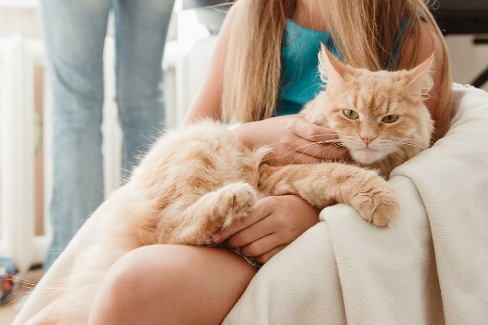 A young girl sitting and holding a large ginger cat in her lap, which is draped in a white blanket.
