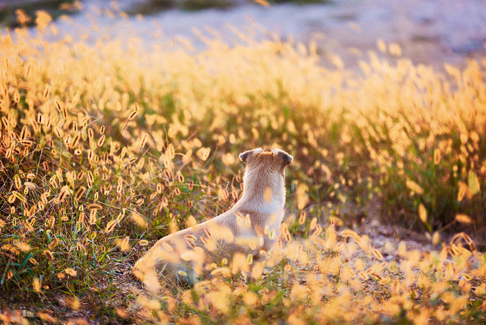 Dog relaxing outdoors at sunset, highlighting overall pet wellness, outdoor activity, and the importance of monitoring pets during warm weather conditions.