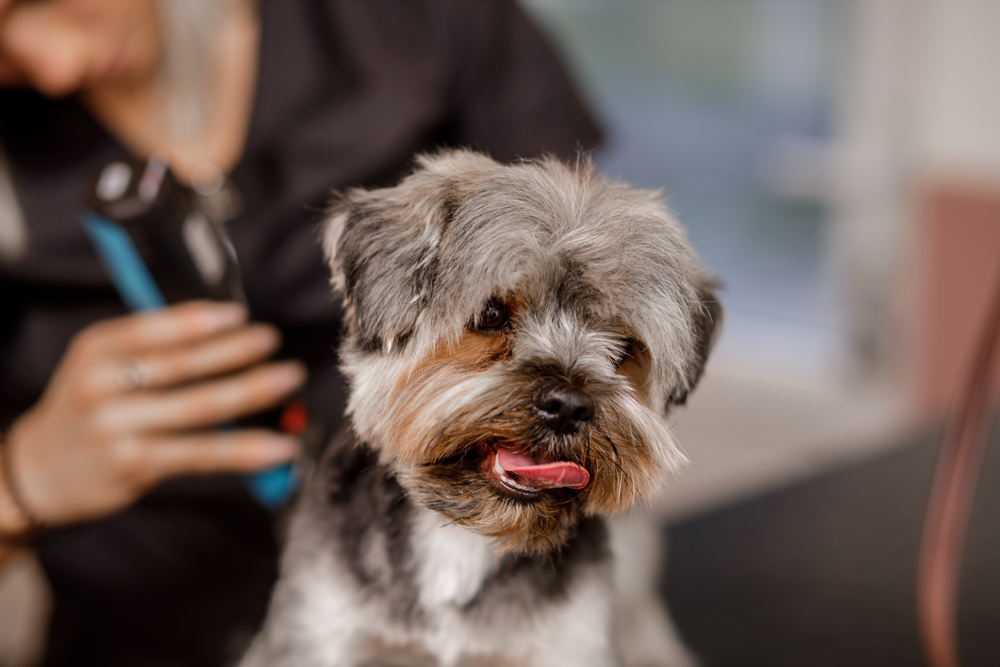 Professional pet groomer gently caring for a dog during a grooming session, promoting pet hygiene, comfort, and wellness.