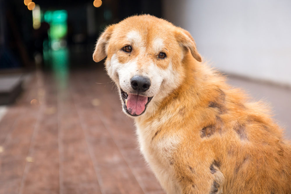 Happy rescue dog with bright eyes and relaxed expression, healthy pet after veterinary care