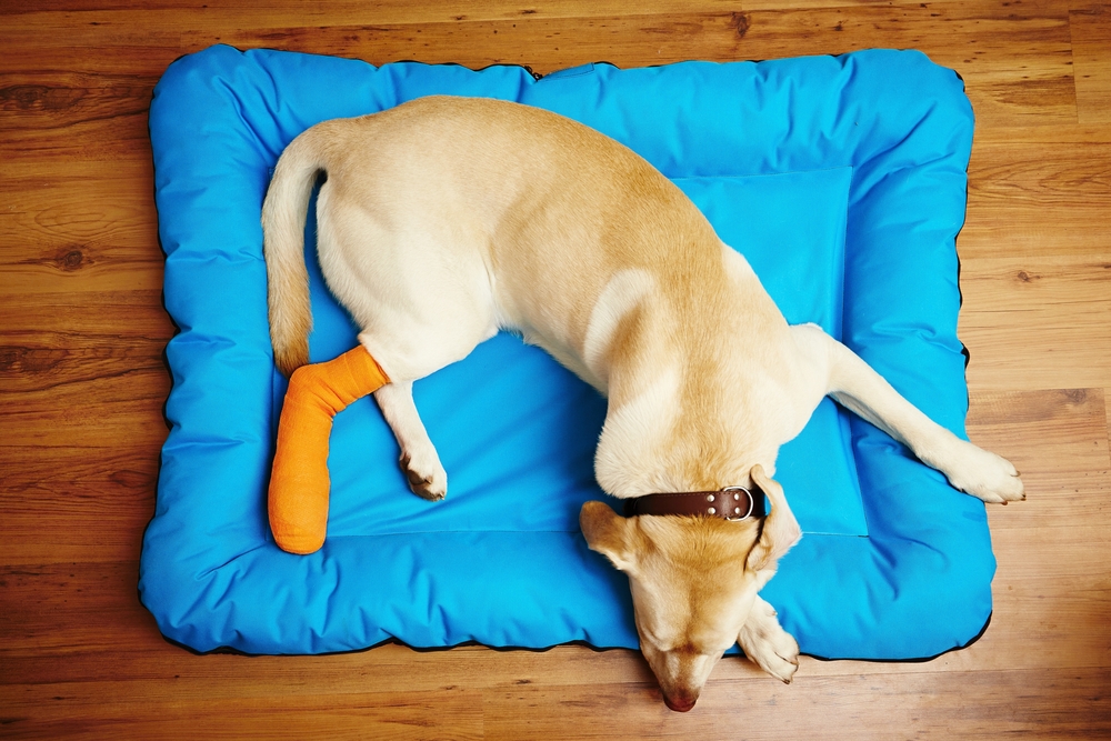 Dog recovering from an injury while resting, highlighting post-treatment care, recovery support, pain management, and veterinary monitoring for successful healing.
