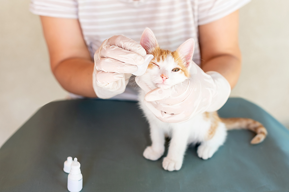 Kitten receiving gentle eye care treatment from a veterinary professional in Flagstaff, AZ