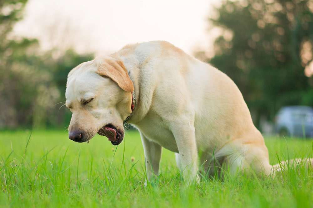 A full-body side shot of a yellow Labrador Retriever sitting on a lush green lawn, hunching forward with its eyes closed and mouth open as it retches or vomits onto the grass outdoors.