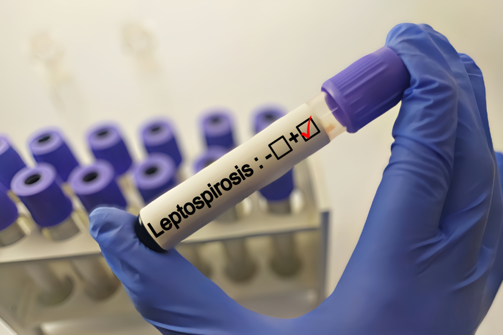 Dog receiving veterinary care for leptospirosis during diagnosis and treatment of a bacterial infection.
