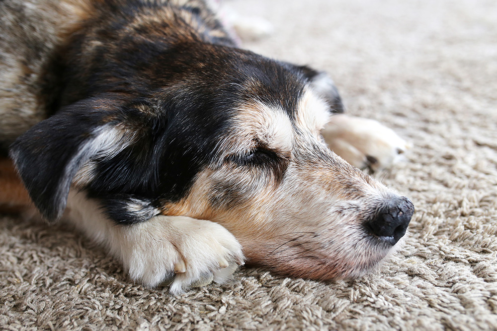 Close-up of a senior dog resting peacefully, representing geriatric pet care in Flagstaff